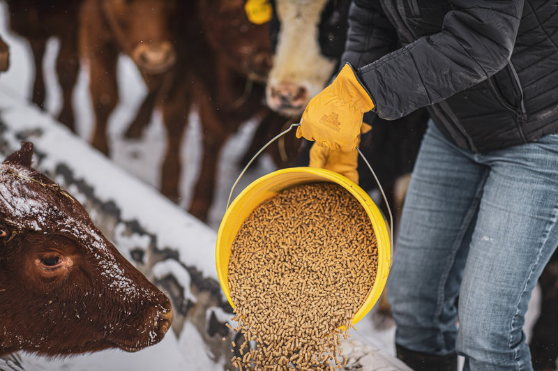 Load image into Gallery viewer, High Noon - D373