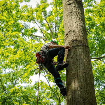 Arborist