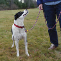 Sterling Dog Leash - product image 9
